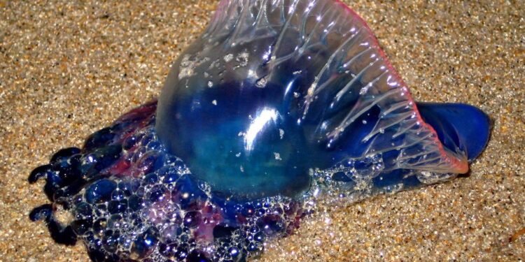 Exhorta Zofemat Los Cabos a extremar precauciones por presencia de “aguamalas” en algunas playas del municipio