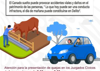 ¿Quieres interponer una queja relacionada con ganado suelto? Puedes hacerlo a través de los Juzgados Cívicos de Seguridad Pública de Los Cabos