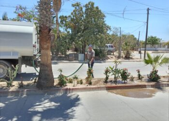 Implementa Gobierno de Los Cabos acciones de riego en área reforestadas de SJC