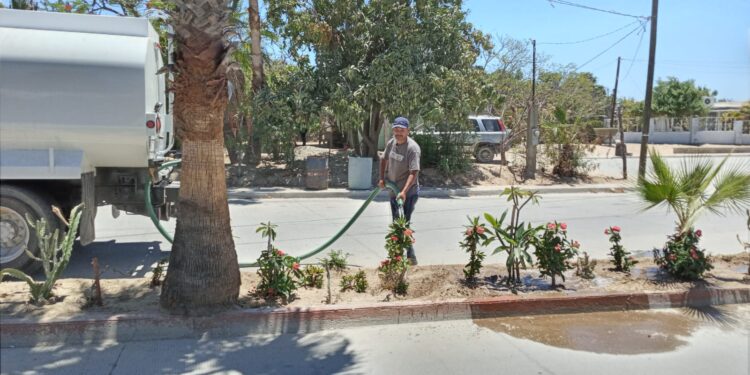 Implementa Gobierno de Los Cabos acciones de riego en área reforestadas de SJC