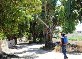 AVANZA PLAN EMERGENTE CONTRA MOSCA DE LA FRUTA
