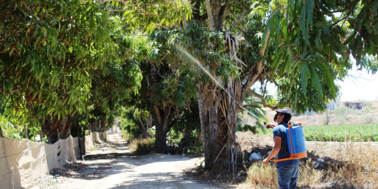 AVANZA PLAN EMERGENTE CONTRA MOSCA DE LA FRUTA