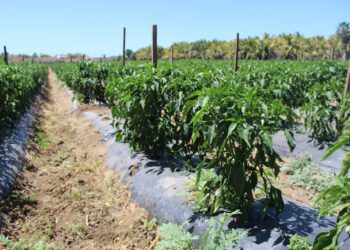 ESTIMAN MÁS DE 5 MIL 900 HECTÁREAS DE CULTIVOS CÍCLICOS EN PRIMAVERA-VERANO: SEPADA