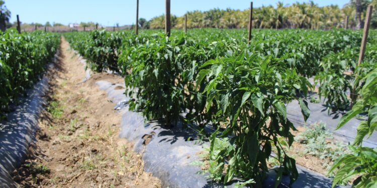 ESTIMAN MÁS DE 5 MIL 900 HECTÁREAS DE CULTIVOS CÍCLICOS EN PRIMAVERA-VERANO: SEPADA