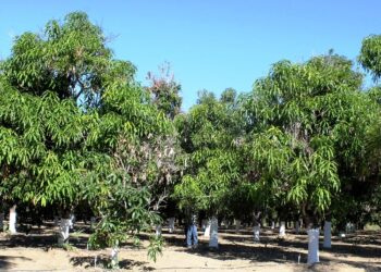 RECONVERSIÓN PRODUCTIVA ALCANZA EL 60% DE LA SUPERFICIE AGRÍCOLA EN BCS: JABB