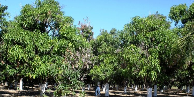 RECONVERSIÓN PRODUCTIVA ALCANZA EL 60% DE LA SUPERFICIE AGRÍCOLA EN BCS: JABB