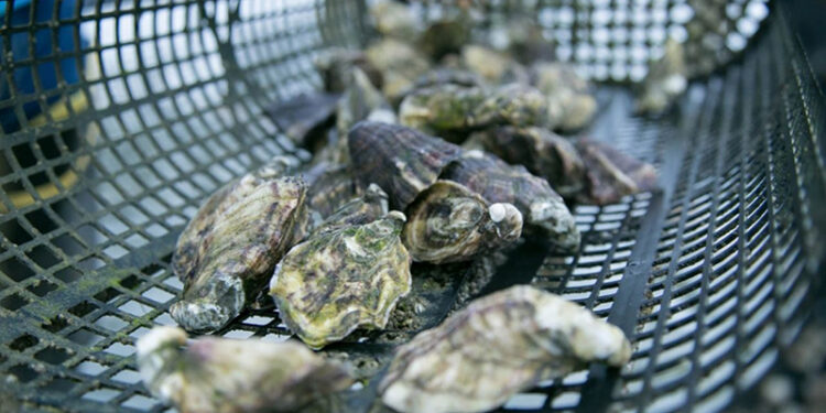 AUTORIZA COEPRIS QUE SE REANUDE LA EXTRACCIÓN DE MOLUSCOS BIVALVOS EN PUERTO ADOLFO LÓPEZ MATEOS