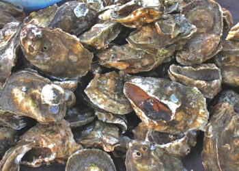 AUTORIZA COEPRIS QUE SE RESTABLEZCA LA EXTRACCIÓN DE MOLUSCOS BIVALVOS EN EL ESTERO EL COYOTE