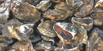 AUTORIZA COEPRIS QUE SE RESTABLEZCA LA EXTRACCIÓN DE MOLUSCOS BIVALVOS EN EL ESTERO EL COYOTE