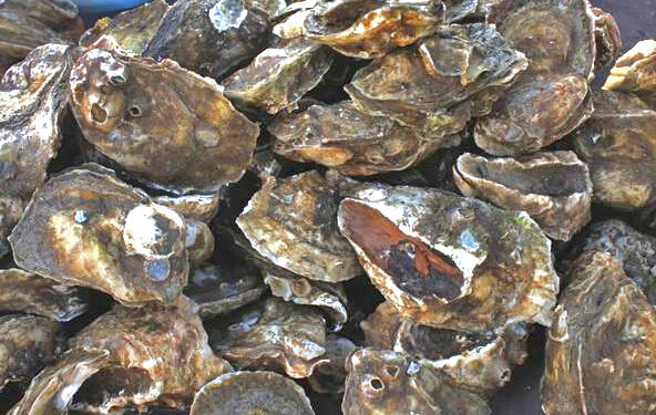 AUTORIZA COEPRIS QUE SE RESTABLEZCA LA EXTRACCIÓN DE MOLUSCOS BIVALVOS EN EL ESTERO EL COYOTE