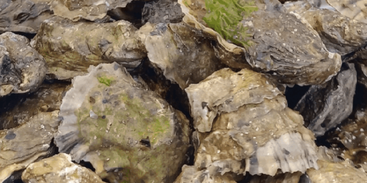 PRECAUTORIAMENTE CIERRA COEPRIS EXTRACCIÓN DE MOLUSCOS BIVALVOS EN PUERTO ADOLFO LÓPEZ MATEOS
