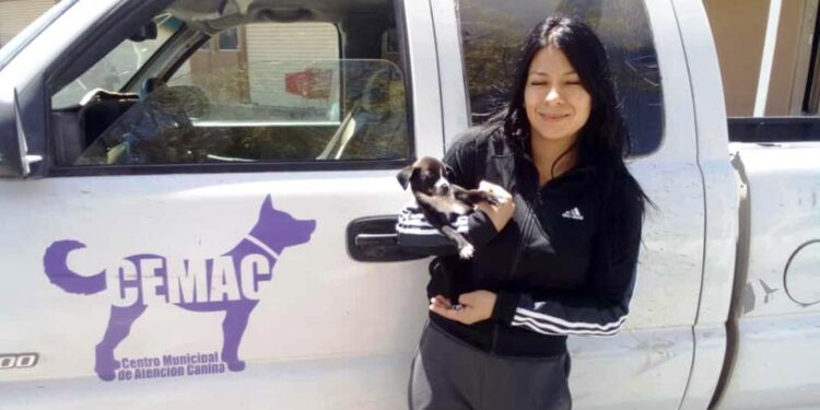 Fomenta el CEMAC la adopción de perritos y brindarles un nuevo hogar