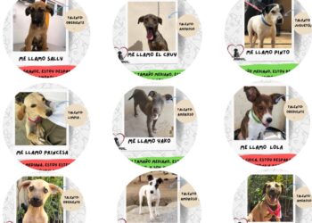 La adopción canina es una solución para disminuir el abandono en las calles del municipio: Gobierno de Los Cabos