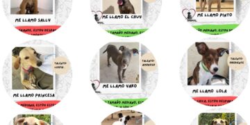 La adopción canina es una solución para disminuir el abandono en las calles del municipio: Gobierno de Los Cabos
