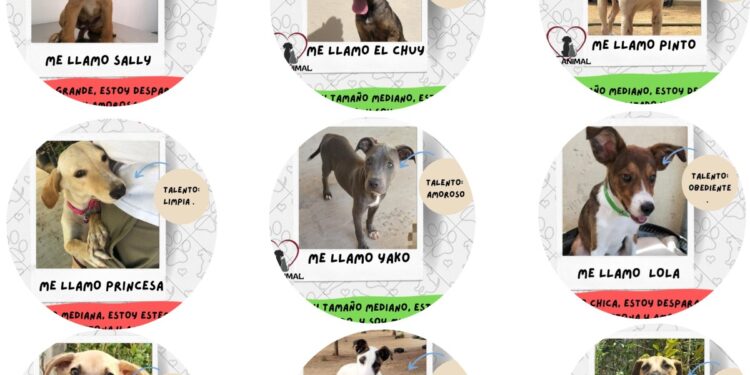 La adopción canina es una solución para disminuir el abandono en las calles del municipio: Gobierno de Los Cabos