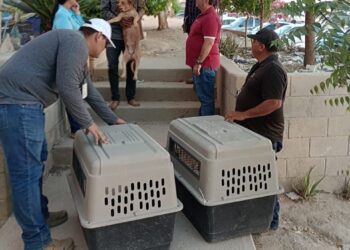 Prioridad para el Gobierno de Los Cabos hacer cumplir la ley de protección de animales domésticos en el municipio