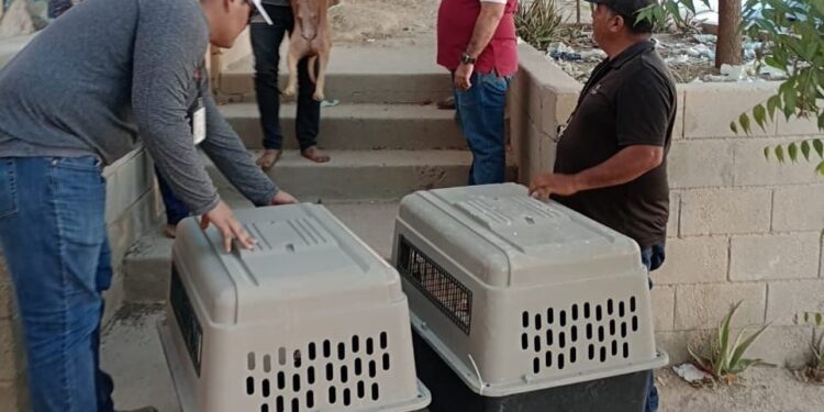 Prioridad para el Gobierno de Los Cabos hacer cumplir la ley de protección de animales domésticos en el municipio