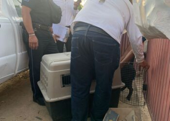 A través de los Juzgados Cívicos, el Ayuntamiento de Los Cabos busca disminuir el maltrato animal