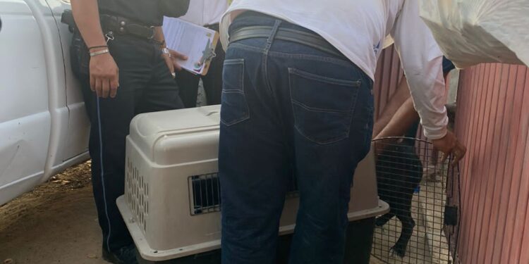 A través de los Juzgados Cívicos, el Ayuntamiento de Los Cabos busca disminuir el maltrato animal