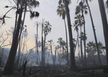 En Santiago fortalecen las medidas preventivas contra incendios forestales y acciones para mitigar impactos a los ecosistemas