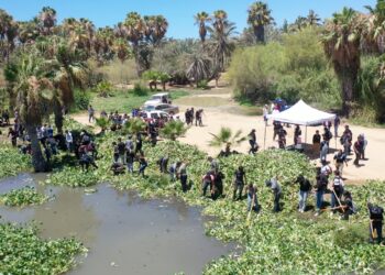 Refuerza Gobierno de Los Cabos jornadas para el retiro del lirio acuático en el Estero de San José del Cabo