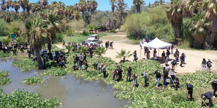 Refuerza Gobierno de Los Cabos jornadas para el retiro del lirio acuático en el Estero de San José del Cabo