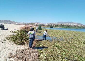 Invita Ayuntamiento de Los Cabos a sumarse a las acciones para la erradicación del lirio acuático en el Estero de San José del Cabo