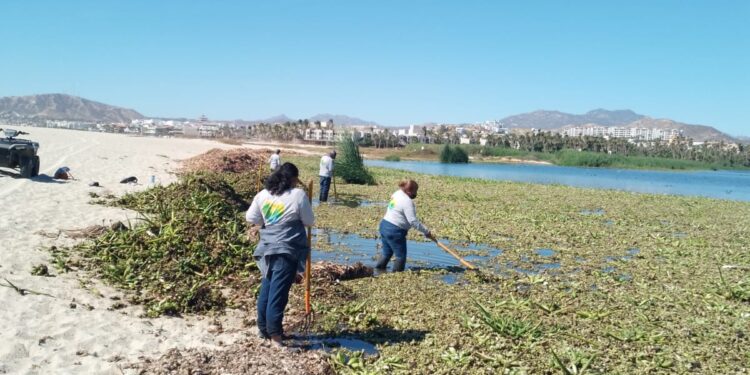 Invita Ayuntamiento de Los Cabos a sumarse a las acciones para la erradicación del lirio acuático en el Estero de San José del Cabo