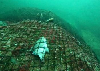 Abandonan red gigante en islote Las Ánimas, provocando la muerte de especies marinas