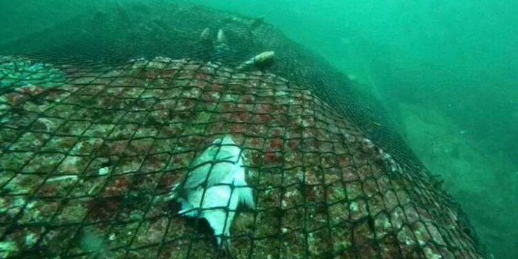 Abandonan red gigante en islote Las Ánimas, provocando la muerte de especies marinas