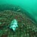 Abandonan red gigante en islote Las Ánimas, provocando la muerte de especies marinas