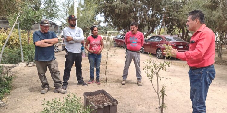 Capacitan a personal en el Manejo de Plantas en Áreas Verdes y Viveros