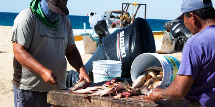 TRABAJA SEPADA EN SISTEMA DE INFORMACIÓN &nbsp; &nbsp; &nbsp; &nbsp; &nbsp; PESQUERA Y ACUÍCOLA