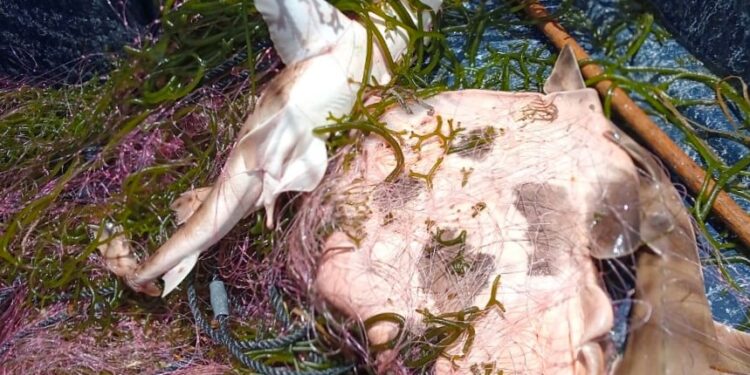 Retenidas redes en Comondú por incumplir periodo de veda