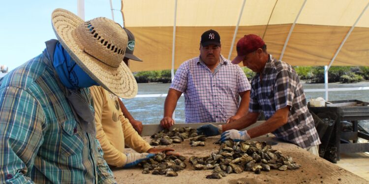 CONFORMAN UNIONES ACUÍCOLAS EN EL &nbsp; &nbsp; &nbsp; MUNICIPIO DE COMONDÚ