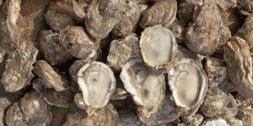 COEPRIS CIERRA PRECAUTORIAMENTE LA EXTRACCIÓN DE MOLUSCOS BIVALVOS EN ESTEROS EL COYOTE Y LA BOCANA
