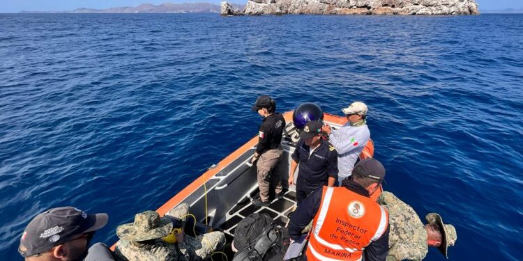 LA FGR RETIRA MÁS DE SEISCIENTOS METROS DE RED PESQUERA QUE OCASIONÓ DAÑOS AL ECOSISTEMA MARINO EN BCS