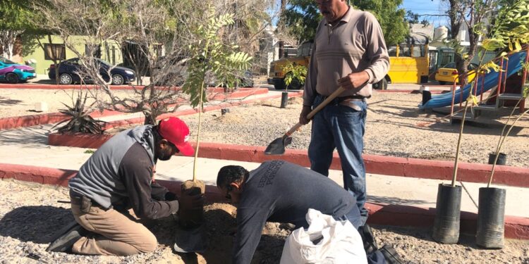 Realiza Servicios Públicos la reforestación del Parque Kiligua