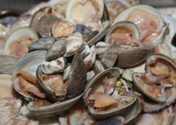 ¡Alerta sanitaria en BCS! Prohíben el consumo de almejas y mariscos de concha debido a toxina peligrosa
