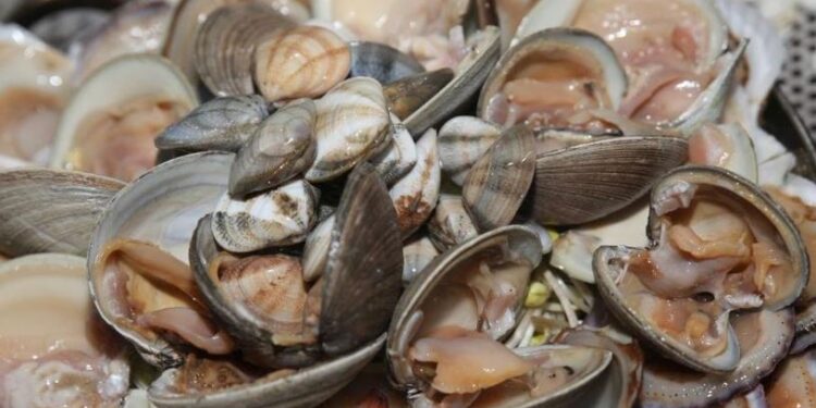¡Alerta sanitaria en BCS! Prohíben el consumo de almejas y mariscos de concha debido a toxina peligrosa