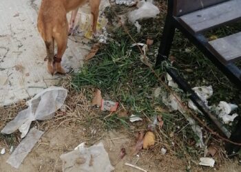 “No al maltrato animal en el municipio de Los Cabos”