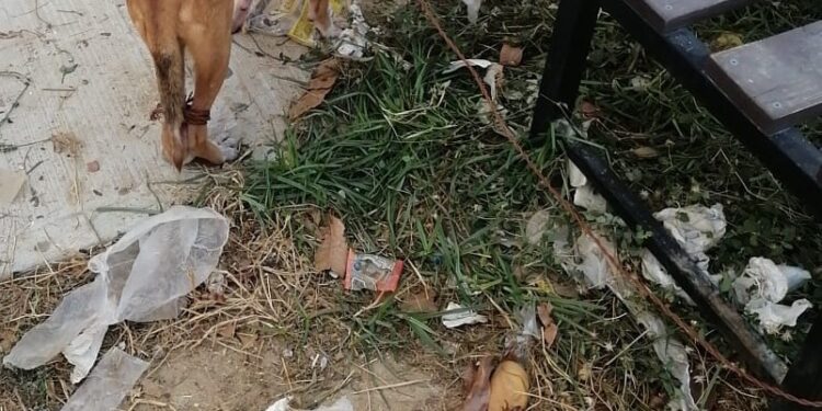 “No al maltrato animal en el municipio de Los Cabos”