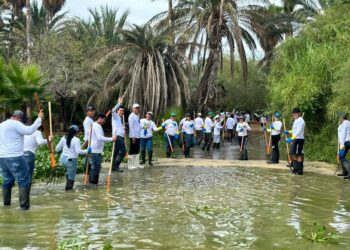 Jornadas intensivas que se han realizado para la erradicación del lirio acuático en el Estero de San José del Cabo