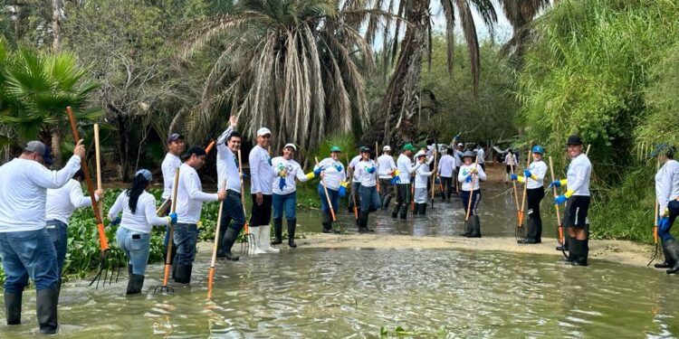 Jornadas intensivas que se han realizado para la erradicación del lirio acuático en el Estero de San José del Cabo
