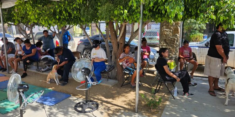 Campañas de Esterilización Canina y Felina