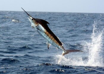 Se manifestará enérgico rechazo en contra de la liberación comercial de las especies destinadas a la pesca deportiva