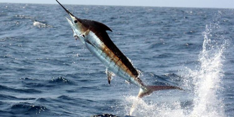 Se manifestará enérgico rechazo en contra de la liberación comercial de las especies destinadas a la pesca deportiva