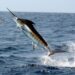 Se manifestará enérgico rechazo en contra de la liberación comercial de las especies destinadas a la pesca deportiva