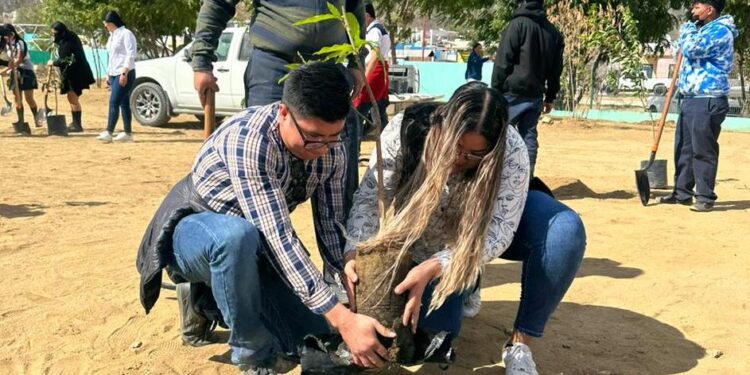 Gracias a los 10 programas de reforestación y se ha realizado la plantación de 319 árboles