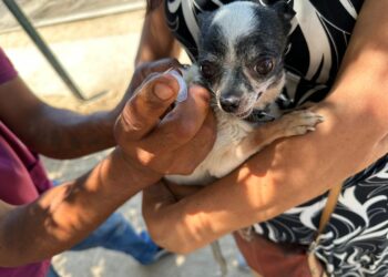 “Campaña de Esterilización y Vacuna Antirrábica Canina y Felina”